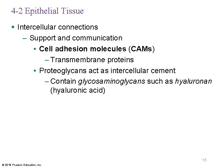 4 -2 Epithelial Tissue § Intercellular connections – Support and communication • Cell adhesion