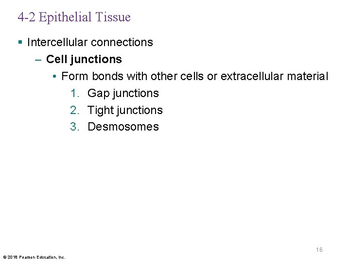 4 -2 Epithelial Tissue § Intercellular connections – Cell junctions • Form bonds with