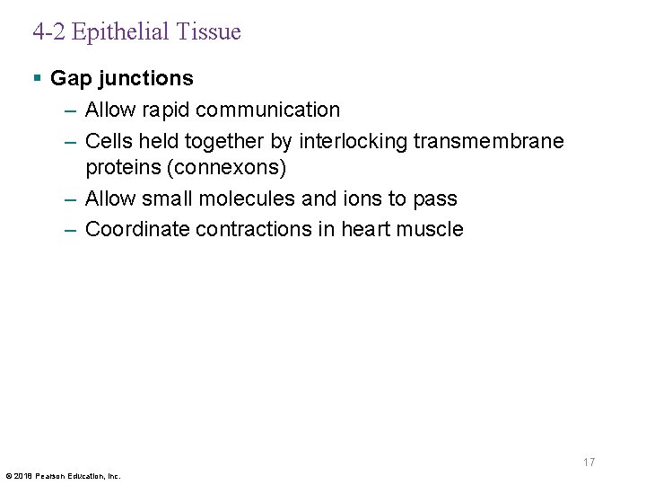 4 -2 Epithelial Tissue § Gap junctions – Allow rapid communication – Cells held
