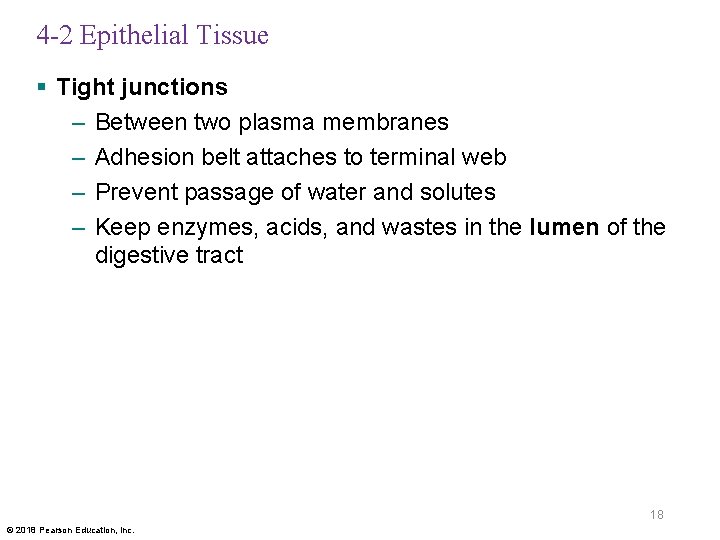 4 -2 Epithelial Tissue § Tight junctions – Between two plasma membranes – Adhesion