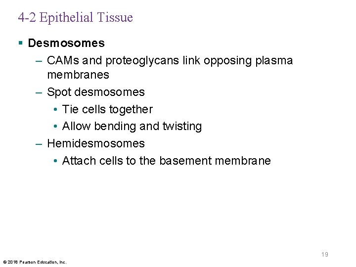 4 -2 Epithelial Tissue § Desmosomes – CAMs and proteoglycans link opposing plasma membranes
