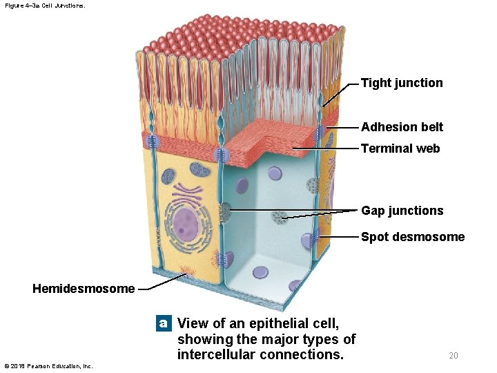 Figure 4– 3 a Cell Junctions. Tight junction Adhesion belt Terminal web Gap junctions