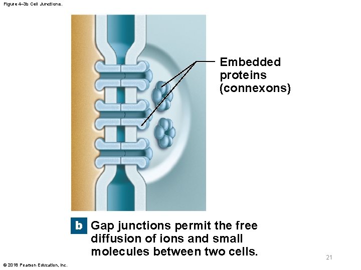 Figure 4– 3 b Cell Junctions. Embedded proteins (connexons) b Gap junctions permit the