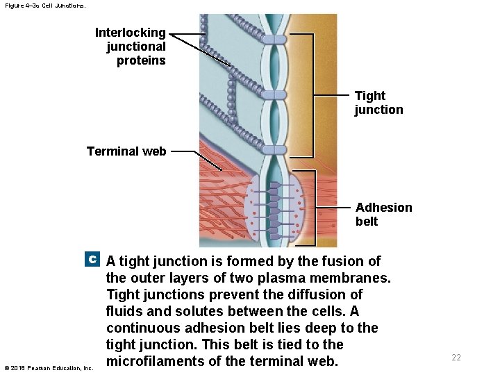 Figure 4– 3 c Cell Junctions. Interlocking junctional proteins Tight junction Terminal web Adhesion