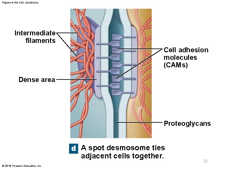 Figure 4– 3 d Cell Junctions. Intermediate filaments Cell adhesion molecules (CAMs) Dense area