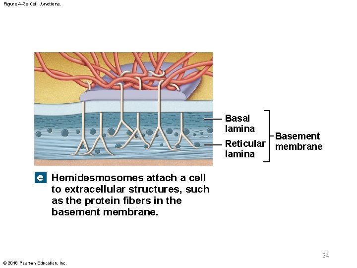 Figure 4– 3 e Cell Junctions. Basal lamina Reticular lamina Basement membrane e Hemidesmosomes