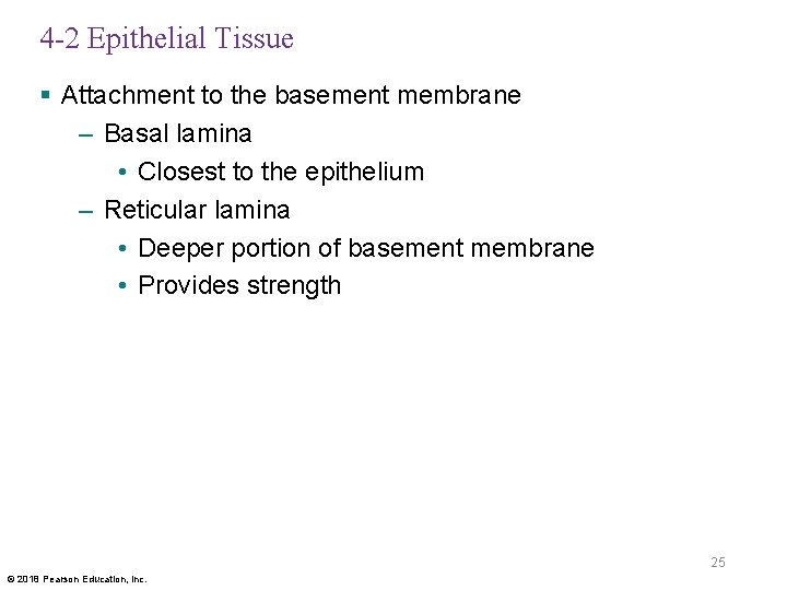 4 -2 Epithelial Tissue § Attachment to the basement membrane – Basal lamina •