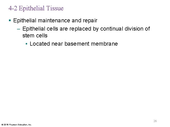 4 -2 Epithelial Tissue § Epithelial maintenance and repair – Epithelial cells are replaced