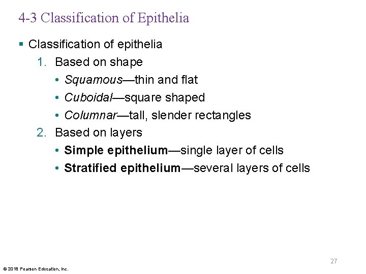 4 -3 Classification of Epithelia § Classification of epithelia 1. Based on shape •