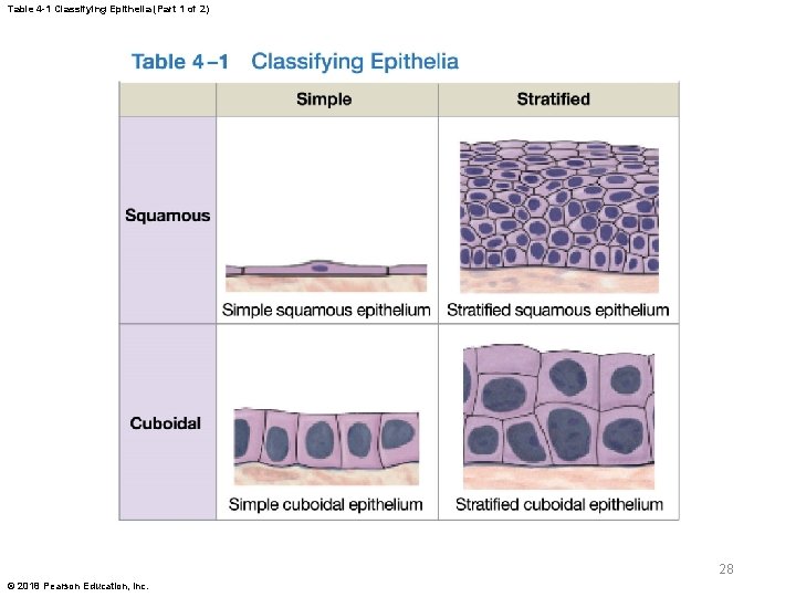 Table 4 -1 Classifying Epithelia (Part 1 of 2) 28 © 2018 Pearson Education,