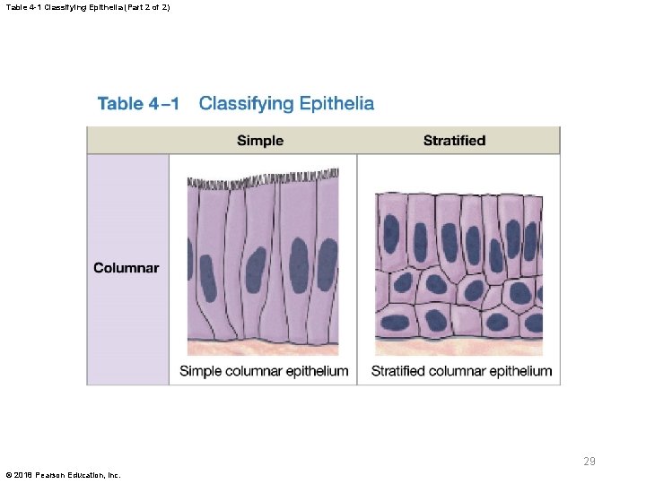 Table 4 -1 Classifying Epithelia (Part 2 of 2) 29 © 2018 Pearson Education,
