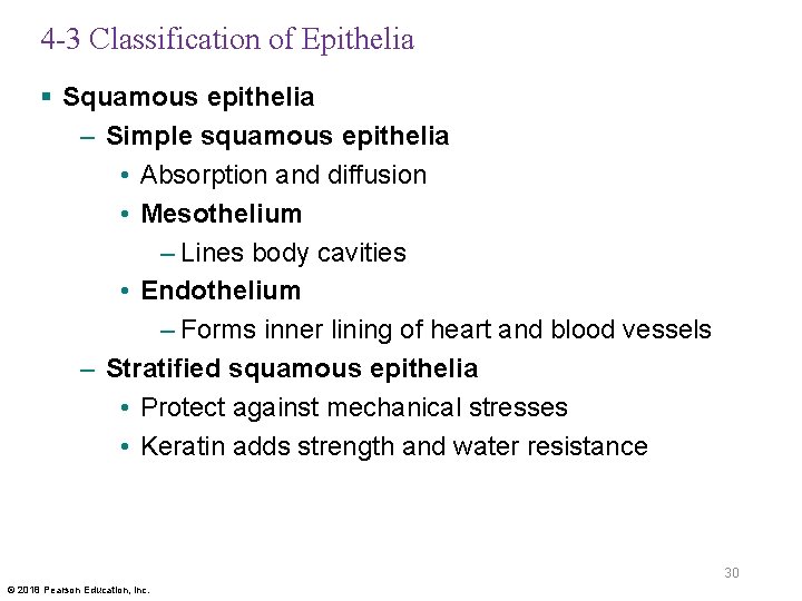 4 -3 Classification of Epithelia § Squamous epithelia – Simple squamous epithelia • Absorption