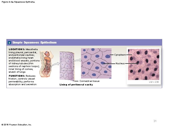 Figure 4– 4 a Squamous Epithelia. a Simple Squamous Epithelium LOCATIONS: Mesothelia lining pleural,