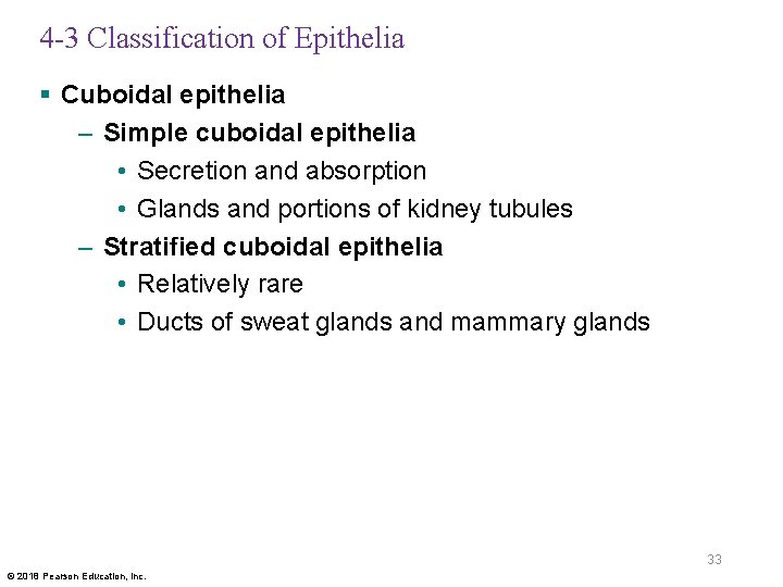 4 -3 Classification of Epithelia § Cuboidal epithelia – Simple cuboidal epithelia • Secretion