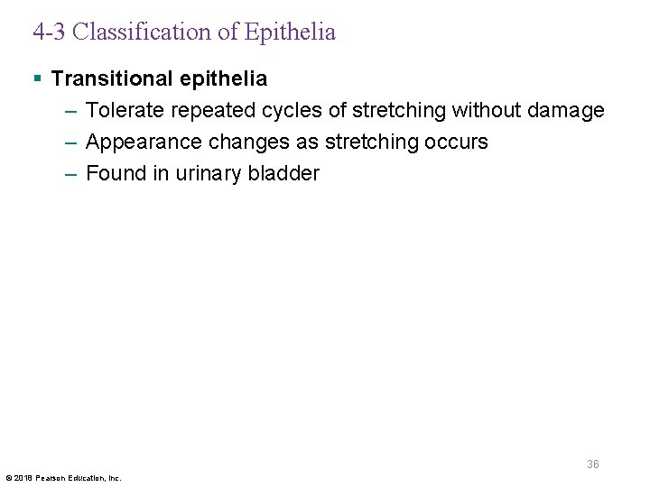 4 -3 Classification of Epithelia § Transitional epithelia – Tolerate repeated cycles of stretching