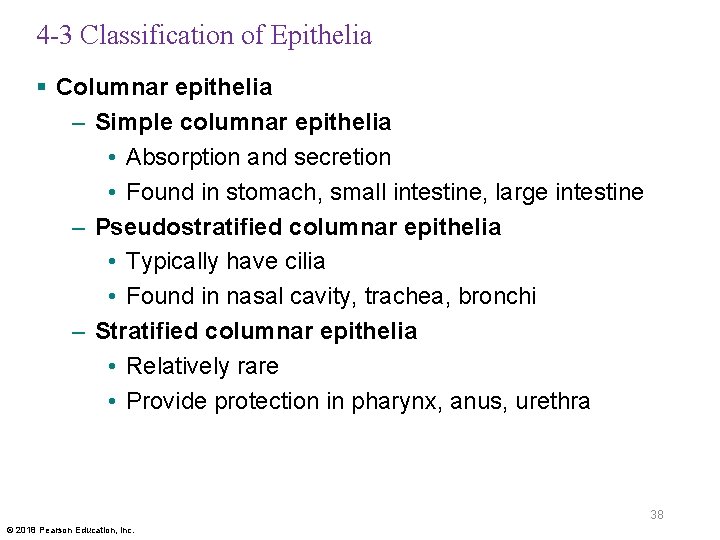 4 -3 Classification of Epithelia § Columnar epithelia – Simple columnar epithelia • Absorption