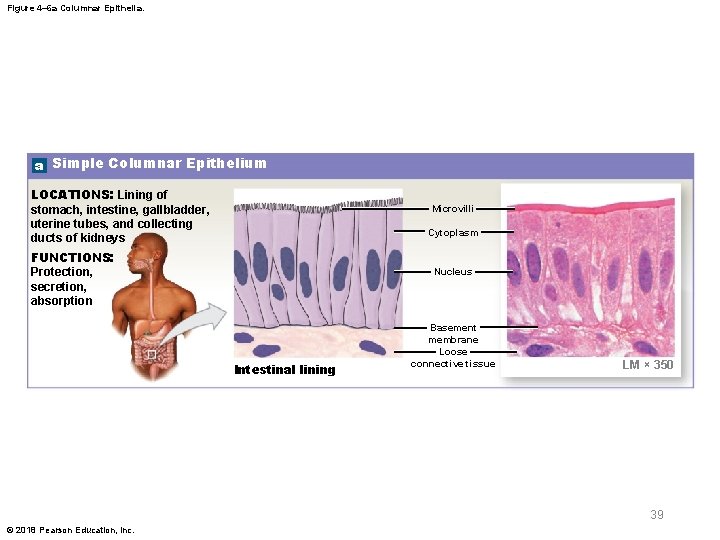 Figure 4– 6 a Columnar Epithelia. a Simple Columnar Epithelium LOCATIONS: Lining of stomach,