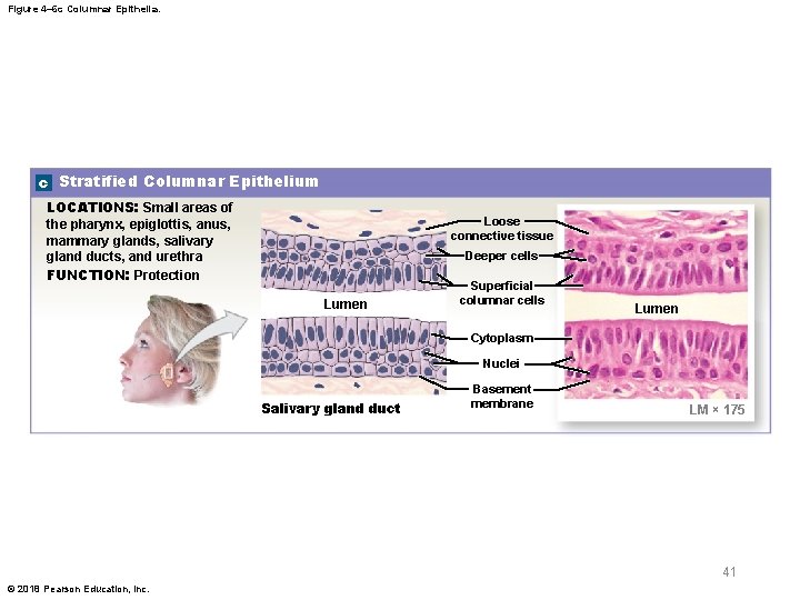 Figure 4– 6 c Columnar Epithelia. c Stratified Columnar Epithelium LOCATIONS: Small areas of