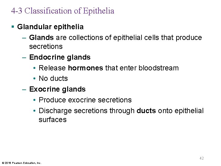 4 -3 Classification of Epithelia § Glandular epithelia – Glands are collections of epithelial