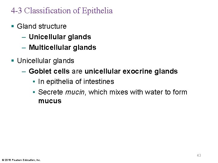 4 -3 Classification of Epithelia § Gland structure – Unicellular glands – Multicellular glands