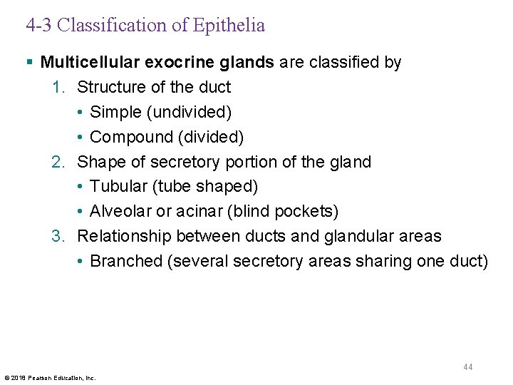 4 -3 Classification of Epithelia § Multicellular exocrine glands are classified by 1. Structure