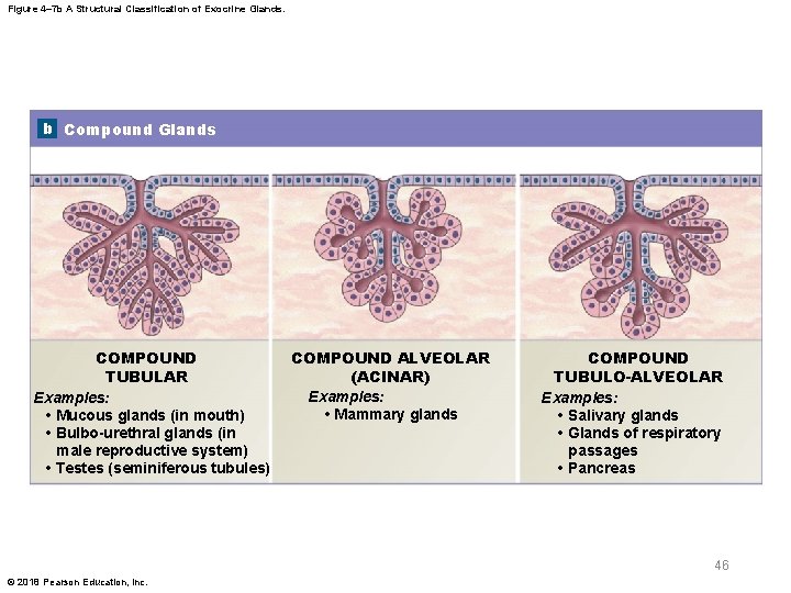 Figure 4– 7 b A Structural Classification of Exocrine Glands. b Compound Glands COMPOUND