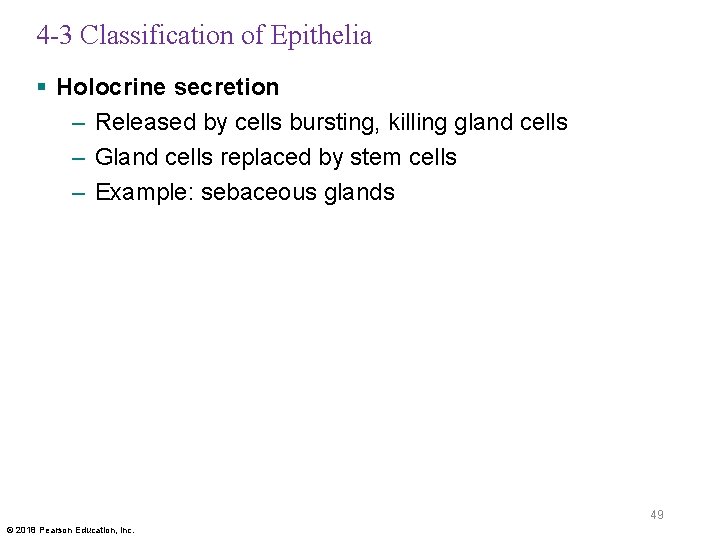 4 -3 Classification of Epithelia § Holocrine secretion – Released by cells bursting, killing