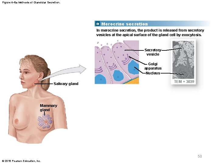 Figure 4– 8 a Methods of Glandular Secretion. a Merocrine secretion In merocrine secretion,