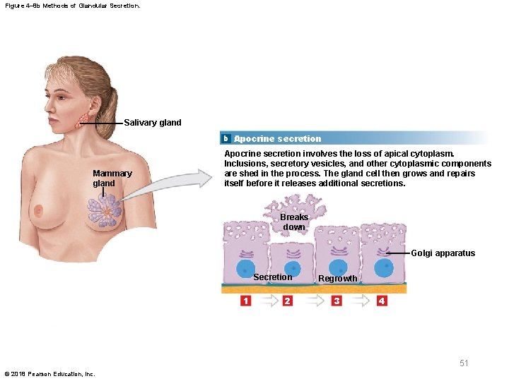 Figure 4– 8 b Methods of Glandular Secretion. Salivary gland b Apocrine secretion Mammary