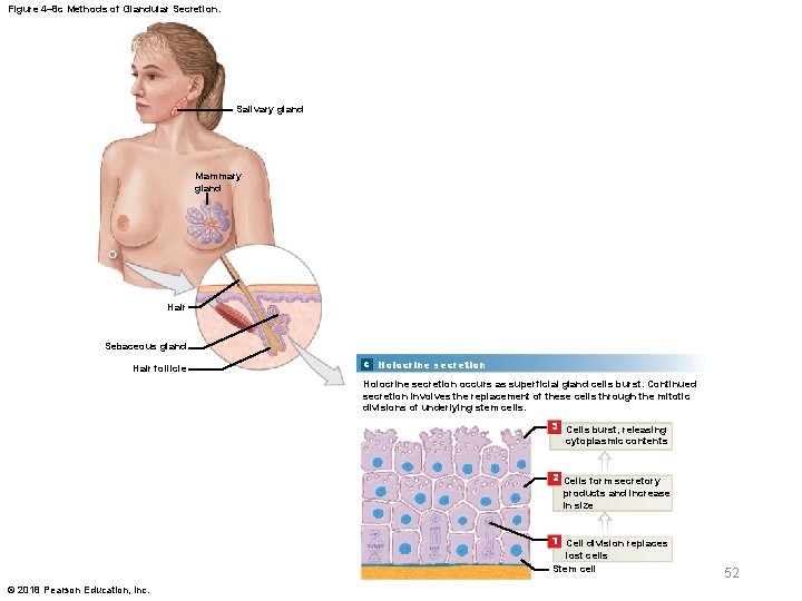 Figure 4– 8 c Methods of Glandular Secretion. Salivary gland Mammary gland Hair Sebaceous