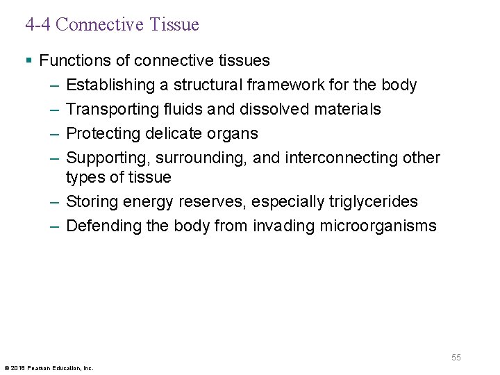 4 -4 Connective Tissue § Functions of connective tissues – Establishing a structural framework