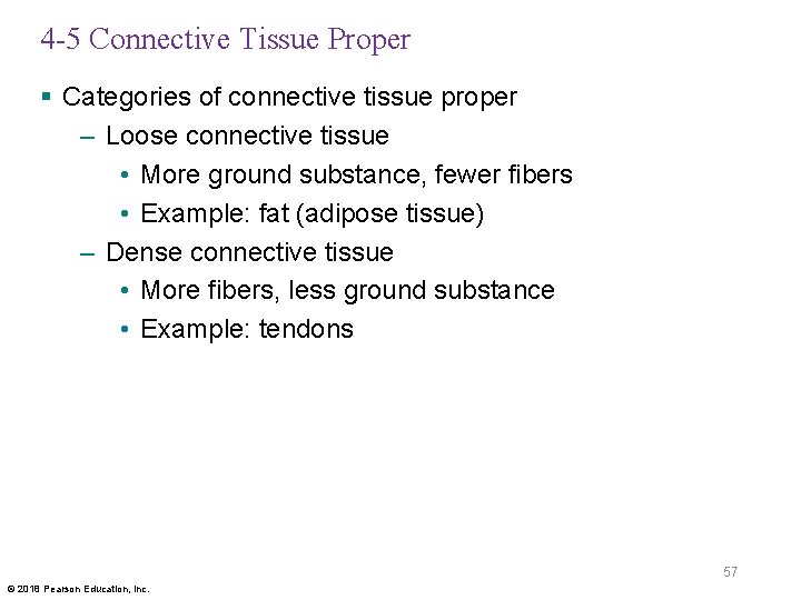 4 -5 Connective Tissue Proper § Categories of connective tissue proper – Loose connective
