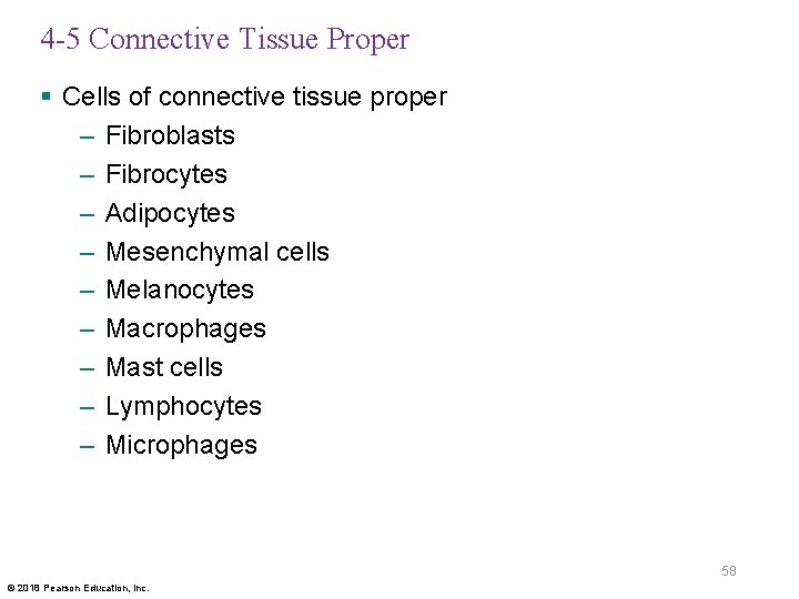 4 -5 Connective Tissue Proper § Cells of connective tissue proper – Fibroblasts –