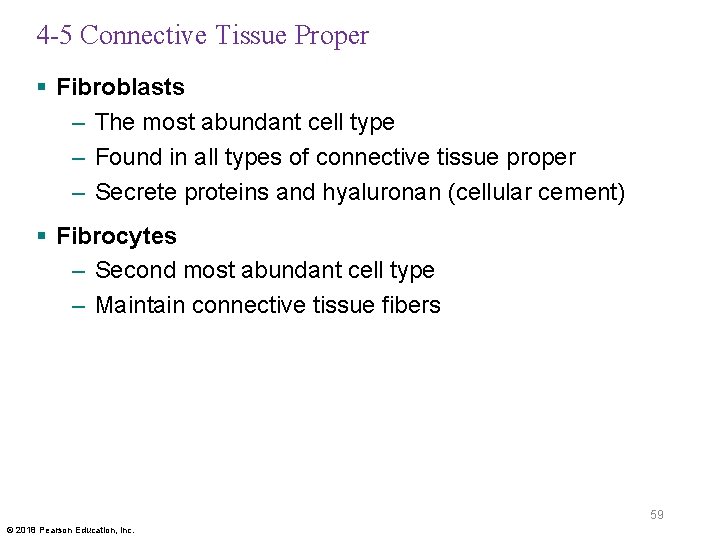 4 -5 Connective Tissue Proper § Fibroblasts – The most abundant cell type –
