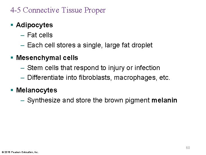4 -5 Connective Tissue Proper § Adipocytes – Fat cells – Each cell stores