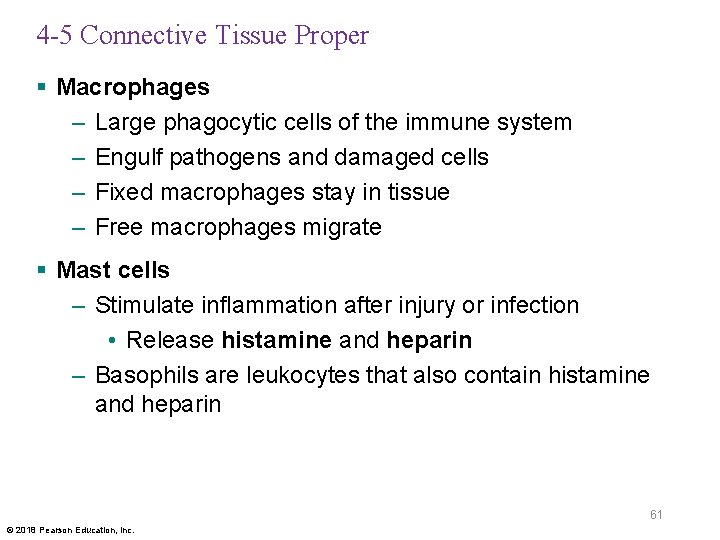 4 -5 Connective Tissue Proper § Macrophages – Large phagocytic cells of the immune