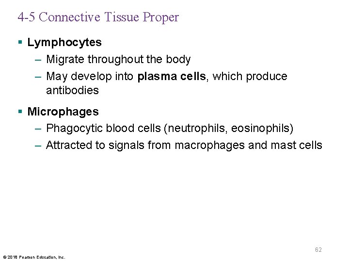 4 -5 Connective Tissue Proper § Lymphocytes – Migrate throughout the body – May