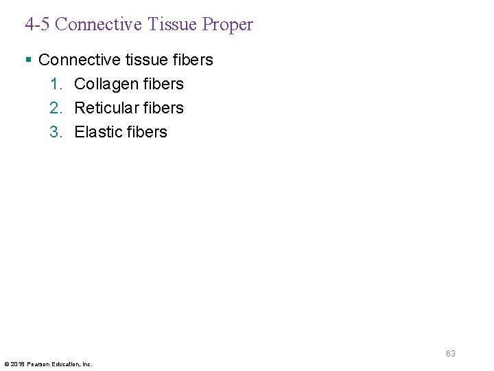 4 -5 Connective Tissue Proper § Connective tissue fibers 1. Collagen fibers 2. Reticular
