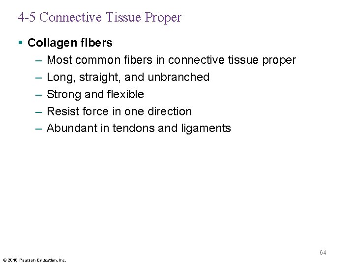 4 -5 Connective Tissue Proper § Collagen fibers – Most common fibers in connective