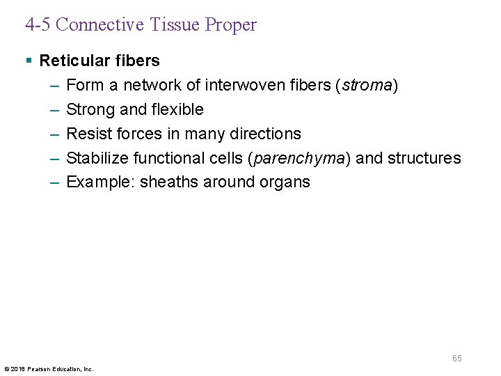 4 -5 Connective Tissue Proper § Reticular fibers – Form a network of interwoven