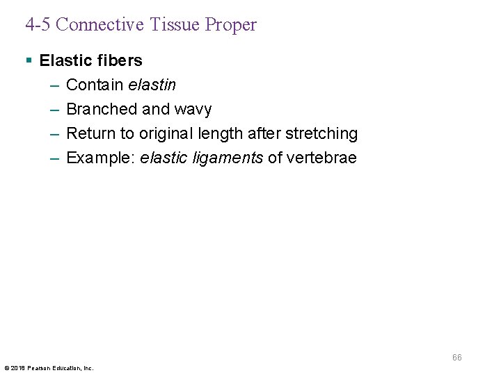 4 -5 Connective Tissue Proper § Elastic fibers – Contain elastin – Branched and