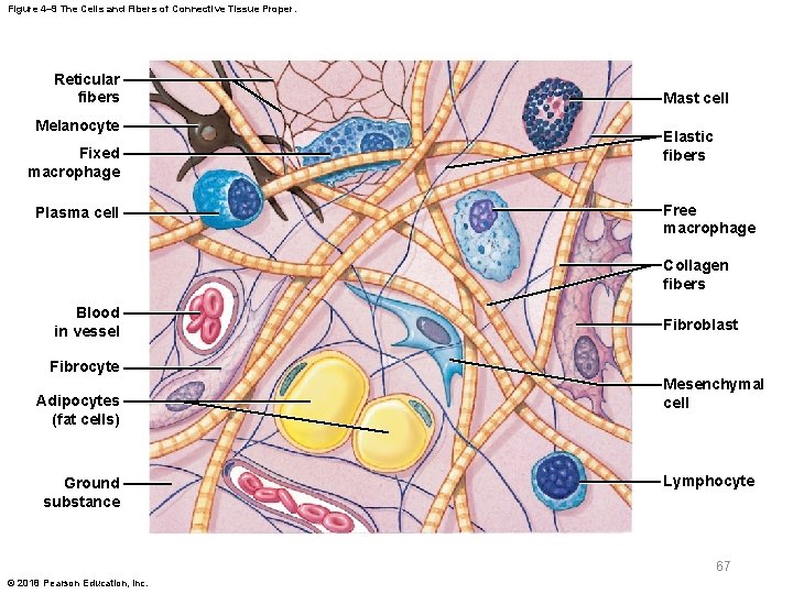 Figure 4– 9 The Cells and Fibers of Connective Tissue Proper. Reticular fibers Melanocyte