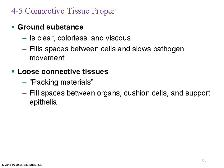 4 -5 Connective Tissue Proper § Ground substance – Is clear, colorless, and viscous