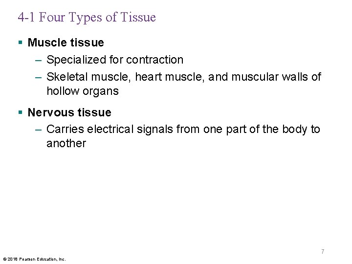 4 -1 Four Types of Tissue § Muscle tissue – Specialized for contraction –