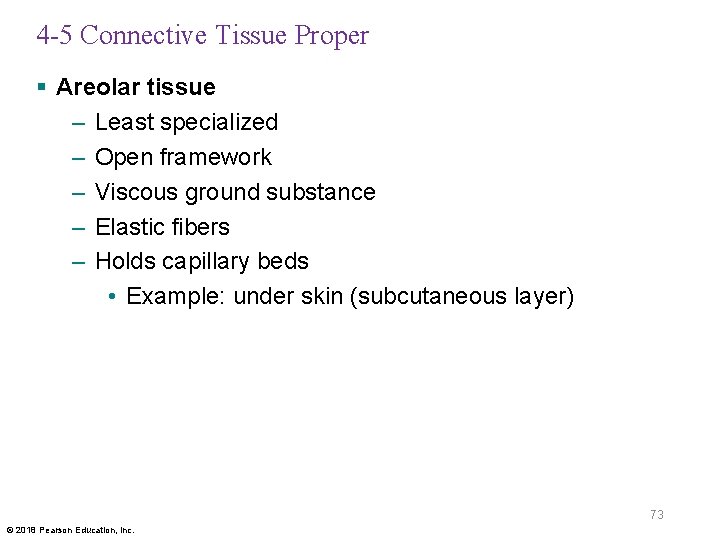 4 -5 Connective Tissue Proper § Areolar tissue – Least specialized – Open framework