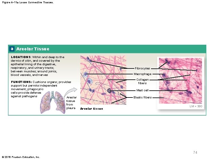 Figure 4– 11 a Loose Connective Tissues. a Areolar Tissue LOCATIONS: Within and deep