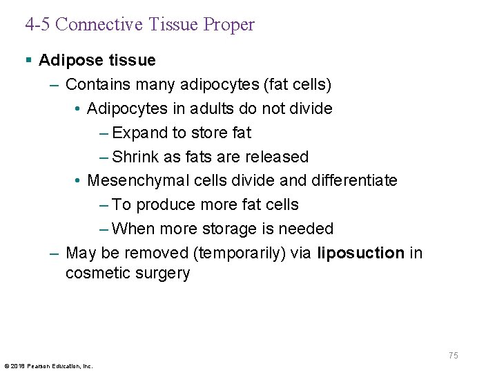 4 -5 Connective Tissue Proper § Adipose tissue – Contains many adipocytes (fat cells)