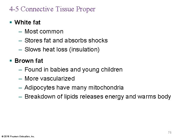 4 -5 Connective Tissue Proper § White fat – Most common – Stores fat