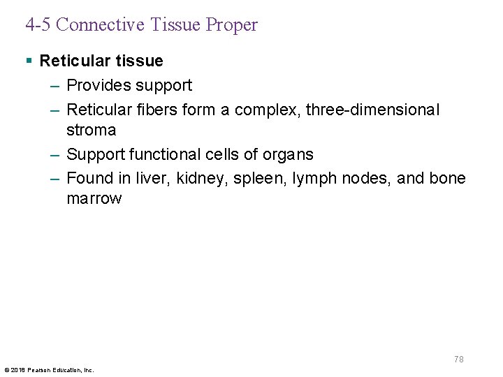 4 -5 Connective Tissue Proper § Reticular tissue – Provides support – Reticular fibers