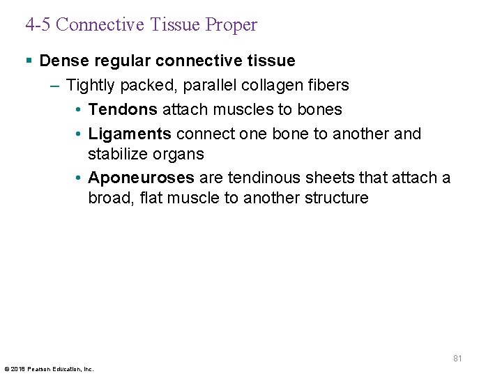 4 -5 Connective Tissue Proper § Dense regular connective tissue – Tightly packed, parallel